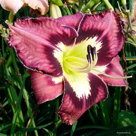 Hemerocallis Spacecoast Behavior Pattern Liliowiec Sadzawka Pl