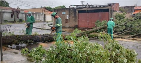 Temporal causa quedas de árvores e mobiliza força tarefa da Prefeitura