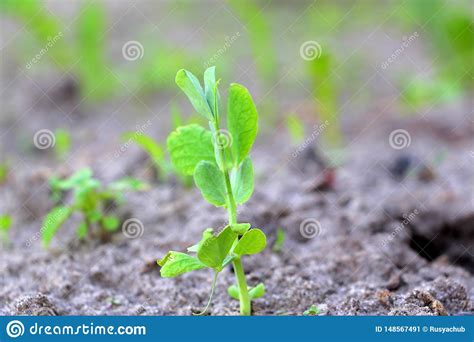 Cultivo De Guisantes Brotes Verdes Nuevos Guisantes Frescos En El Jard