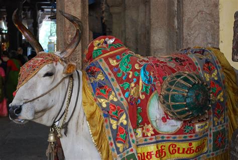 Sacred Cow Of Hinduism