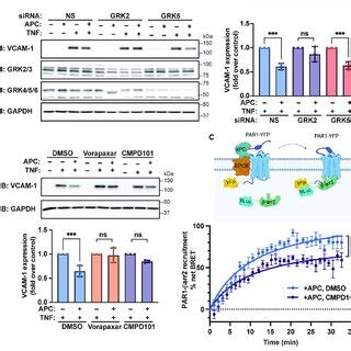 Apc Mediated Attenuation Of Tnf Induced Vcam Expression Requires