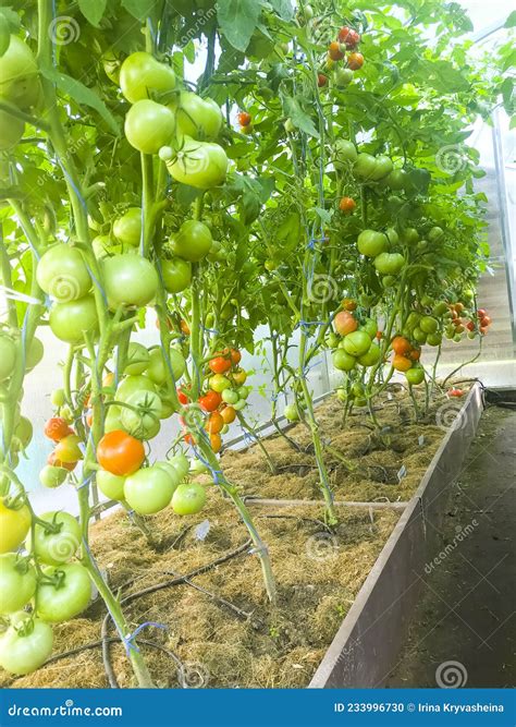 Tomate De Amadurecimento Em Arbustos Em Fotografia Efeito De Estufa