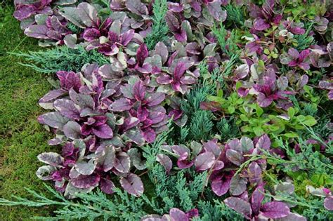 Bugle Rampant Ajuga Reptans Plantation Entretien