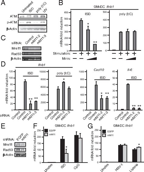 Figure 1 From Dna Damage Sensor Mre11 Recognizes Cytosolic Double Stranded Dna And Induces Type