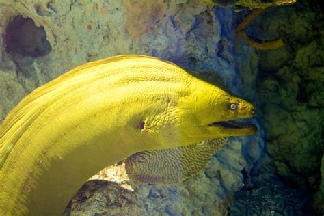 Prehistoric Green Moray Eel Flickr Photo Sharing