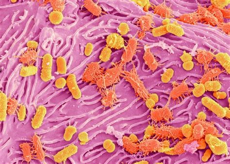 Cancer and the Microbiome: How Bacteria Influence Immunotherapy