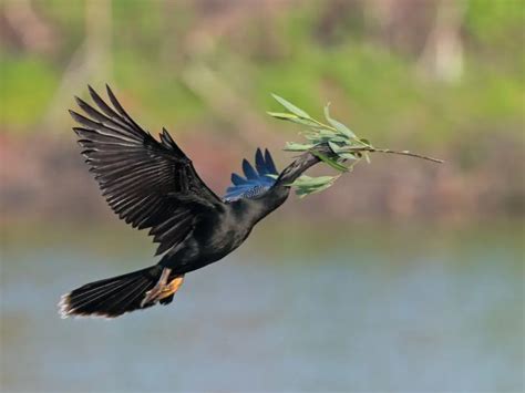 Anhinga - Facts, Diet, Habitat & Pictures on Animalia.bio