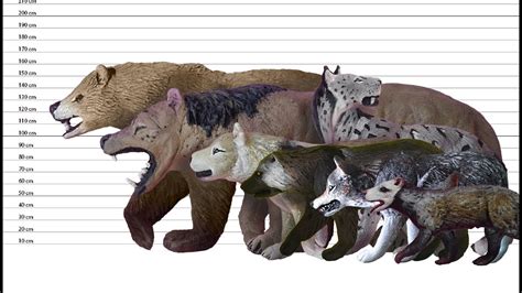 General Dire Wolf Size Chart