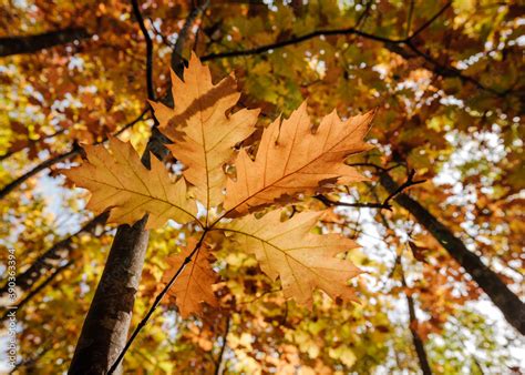 Roteichenwäldchen im Herbst Quercus rubra Amerikanische Rot Eiche