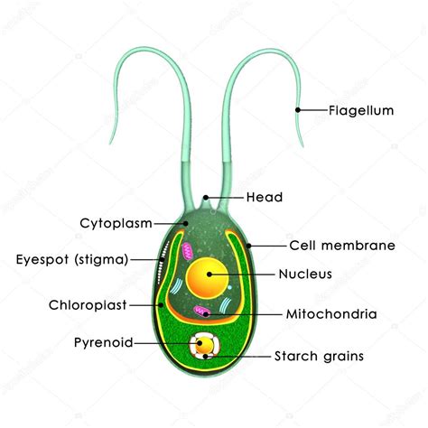 Algae Diagram Labeled