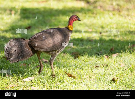 An Australian Brush Turkey Also Known As A Scrub Turkey Bush Turkey