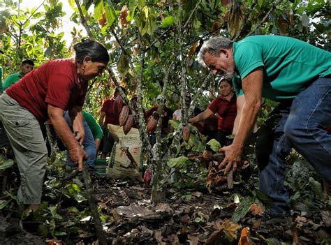 Vraem Productores De Samugari Y Santa Rosa Reciben 40 Toneladas De