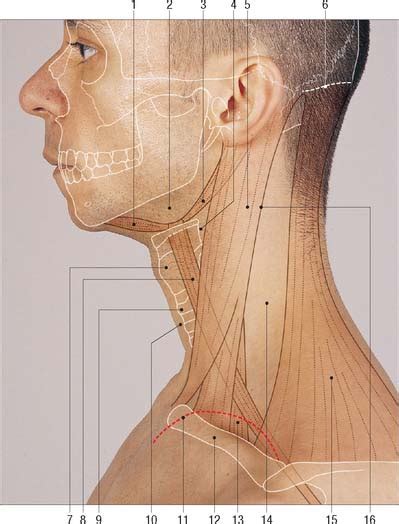 Head And Neck Overview And Surface Anatomy Basicmedical Key