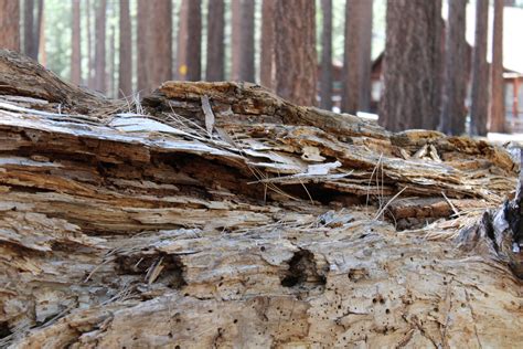 Bark Beetle Infestations - ArborGreen Tree Care