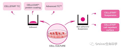 如何选择细胞培养表面？ 企业动态 丁香通