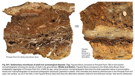 John Hawks On Twitter New Evidence Is Always Welcome And New Work