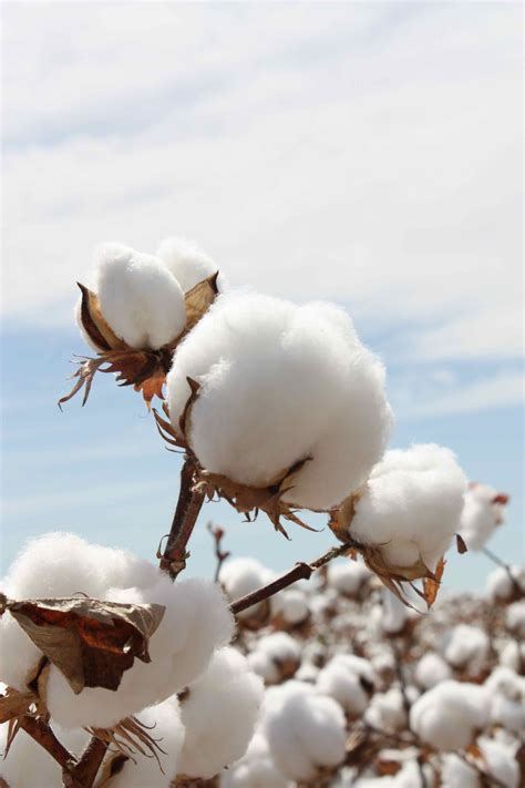 Cotton Cotton Plant Flowers Photography Cotton Fields