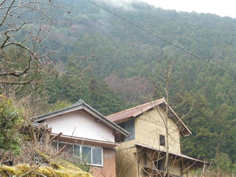 高野山麓 橋本新聞 ピンクの最高潮はいつ？～桂の木市平春日神社