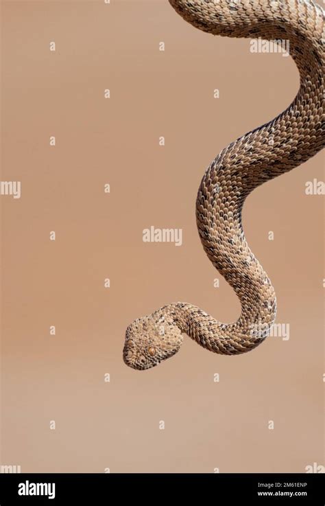 Bitis Peringueyi Or Peringuey S Adder Peringuey S Desert Adder Or