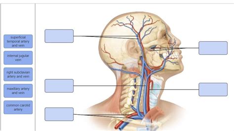 Solved superficial temporal artery and vein internal jugular | Chegg.com