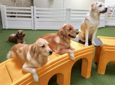 Daycare Las First 24 Hour Dog Daycare And Boarding La Dogworks