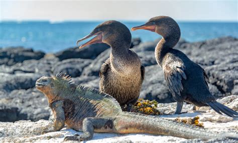 Reizen Naar De Galapagoseilanden Atacama