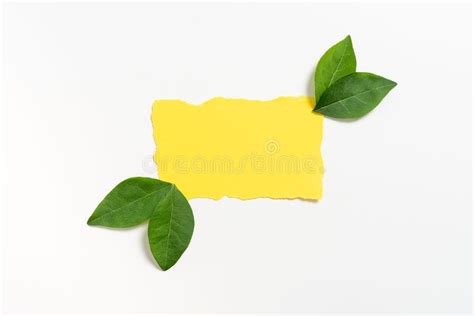 Blank Paper With Leaves Decoration For Business Advertisement Stock
