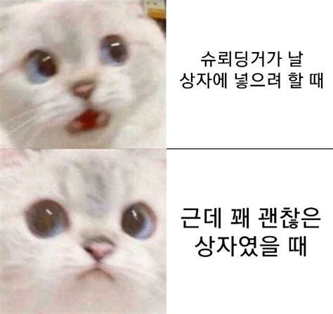 홍차넷 풀리지 않는 슈뢰딩거의 고양이