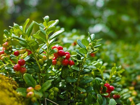 Growing Cranberry Plants How Are Cranberries Grown In The Garden