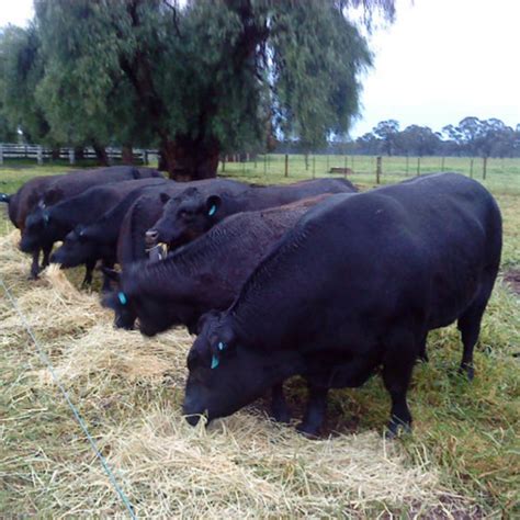 Breeding Commercial Lowline Beef Cattle Alca