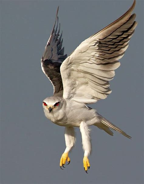 African Birds Of Prey