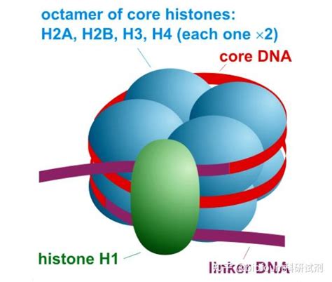 组蛋白与核小体有何关系 知乎