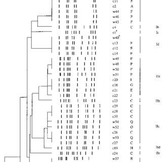 Dendrogram And Schematic Representation Of Pulsed Field Electrophoretic