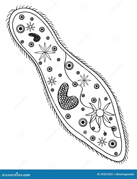 Pet Paramecium Cartoon Vector Cartoondealer