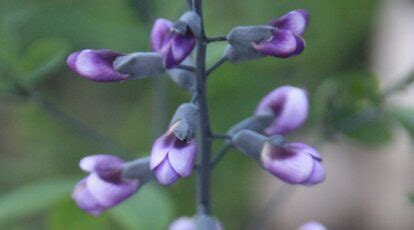 15 Beautiful Varieties of Baptisia for Your Garden