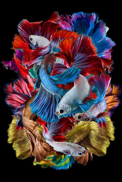 dancing betta fish fish dhiky aditya art photographs yellowkorner