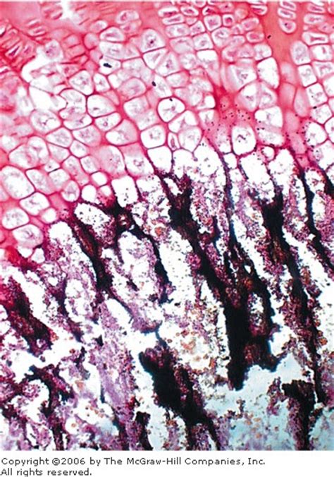 De Histology Histochemistry And Cytochemistry