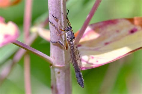 Striped Slender Robberfly Leptogaster Cylindrica Flickr