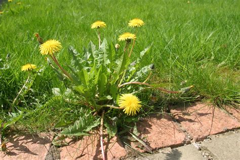 How To Kill Dandelions