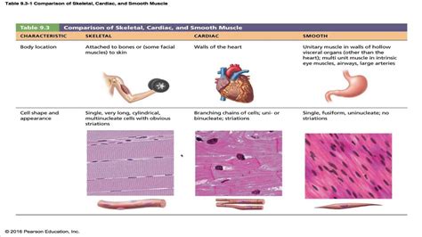 Muscle Tissue