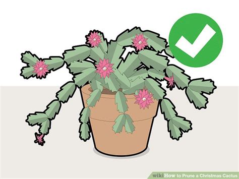 How To Prune A Christmas Cactus 12 Steps With Pictures