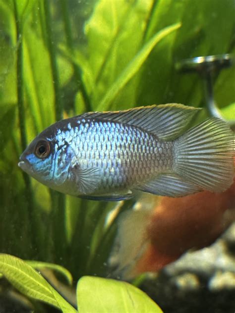 Sexing Electric Blue Acara Cichlid Fish Forum