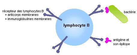 Le système immunitaire SVT Biologie Fiches de Cours pour Lycée