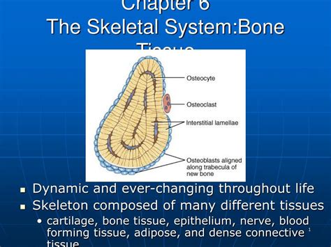 Ppt Chapter The Skeletal System Bone Tissue Powerpoint Presentation