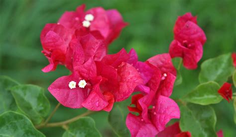 Les Fleurs De La Martinique Az Martinique