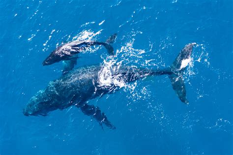 Avistamiento De Ballenas Jorobadas En Pedas Panorama Econ Mico Panam