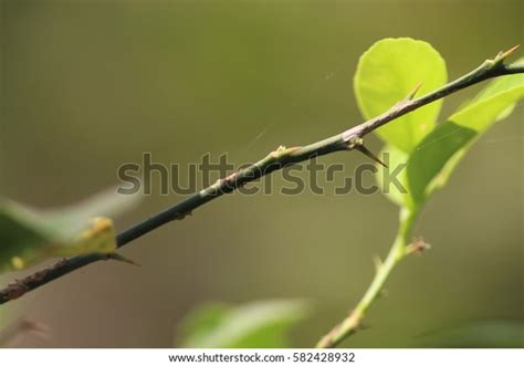 Lemon Tree Branch Thorns Stock Photo 582428932 Shutterstock