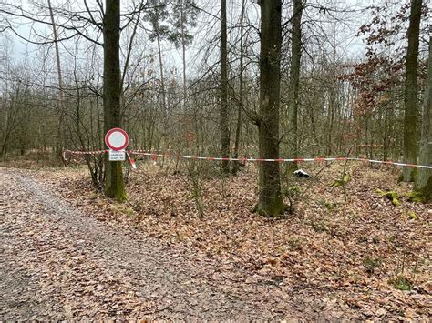 Grausige Entdeckung Spaziergängerin findet Leiche im Wald