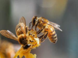 Están las abejas en peligro de extinción Estado de conservación