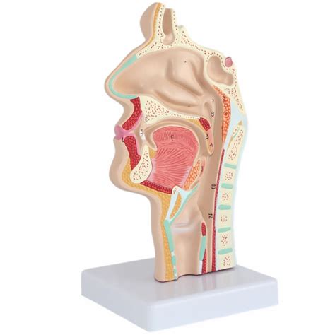 Nasal Cavity Throat Model Human Anatomical Pathology Model Pharynx